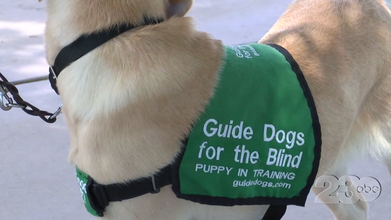 Guide dogs for the online blind puppy raising manual